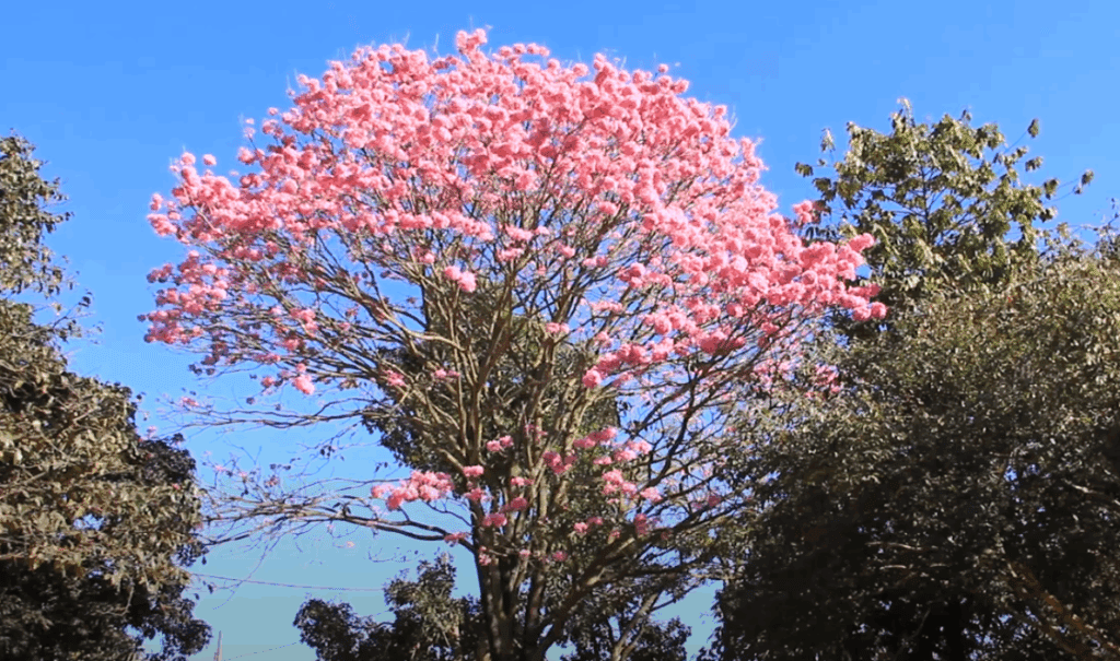 Quando a cidade floresce: A temporada dos ipês e a beleza que transforma cinza em cor