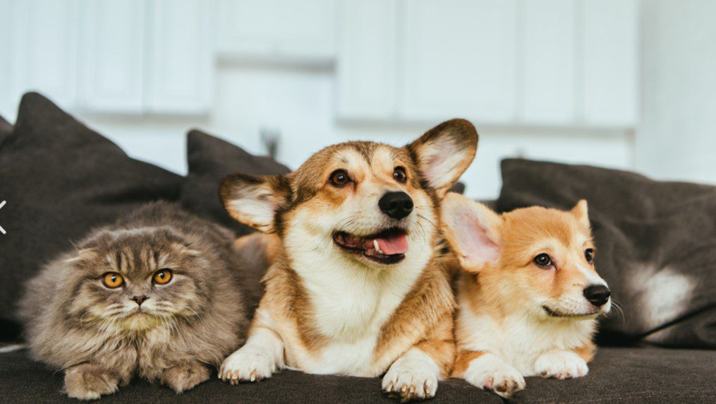 No momento, você está visualizando Tempo de chuva exige atenção redobrada com os cuidados com os pets