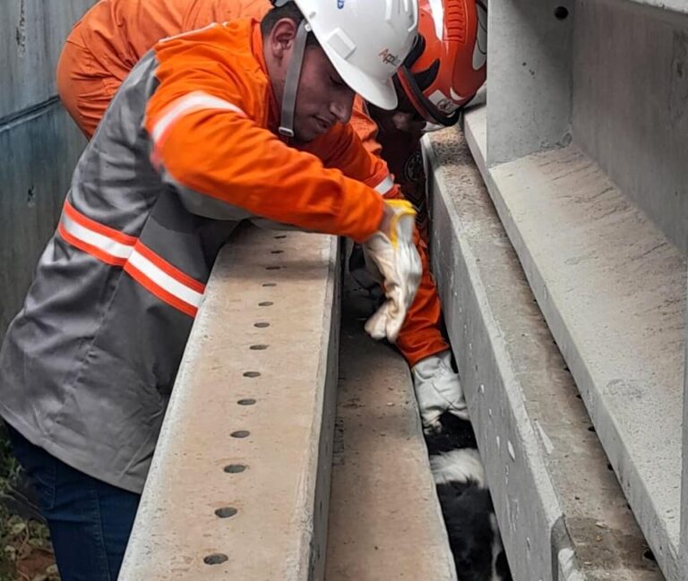 Corpo de Bombeiros resgata cachorro preso entre uma pilha de postes de concreto