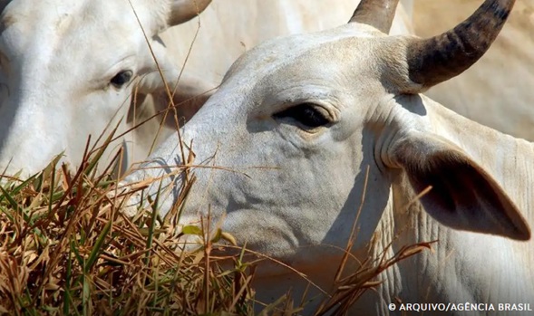 União Europeia veta compra de carne brasileira a partir de setembro