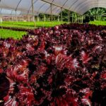Visita técnica em Campo Verde destaca integração entre agronegócio, agricultura familiar e turismo rural