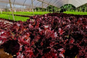 Visita técnica em Campo Verde destaca integração entre agronegócio, agricultura familiar e turismo rural