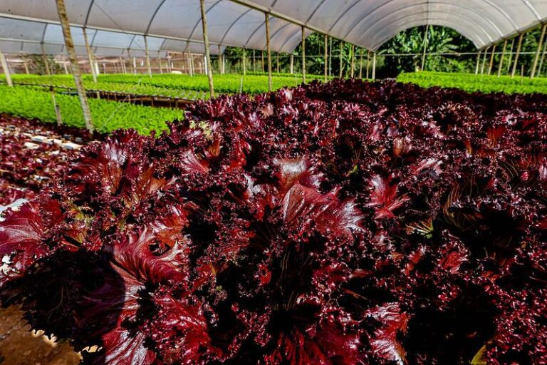 Visita técnica em Campo Verde destaca integração entre agronegócio, agricultura familiar e turismo rural