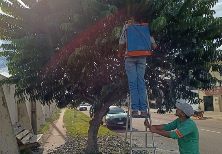 Meio Ambiente utiliza fórmula caseira para conter avanço da cochonilha na arborização urbana