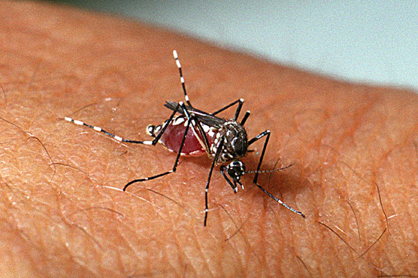 Campo Verde confirma casos de dengue pelo sorotipo DENV-3